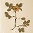 Herbarium Unique Botanical Specimens  LASSCO Englands Prime
