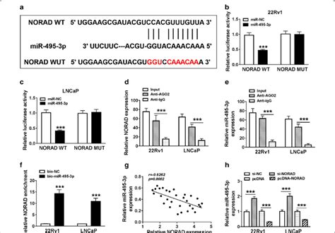 norad negatively regulated mir 495 3p expression in pca cells a the download scientific
