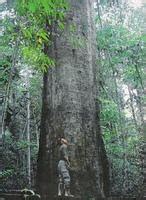 Ulin Wood "Iron Wood from Borneo" - Indonesia Everything | Visit