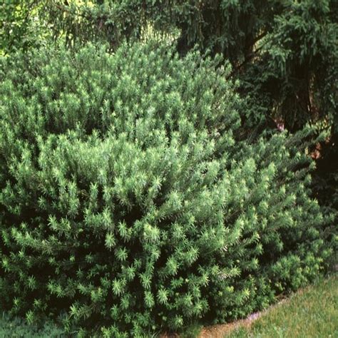 Cephalotaxus Harringtonia Duke Gardens Plum Yew Siteone