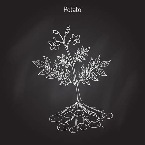Potato Plant Vector Stock Vector Illustration Of Botanical 89738214