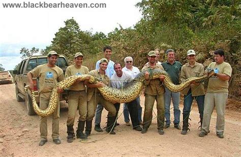 Largest Green Anaconda Ever Recorded Bxemesh