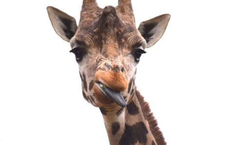 Giraffe sticking tongue out drawing. Royalty Free Giraffe Tongue Pictures, Images and Stock ...