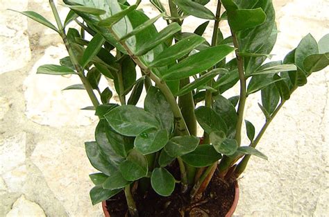 Il potos (epipremnum aureum), o pothos, è una pianta da interno dalle verdi foglie a forma di cuore l'areca palmata, con le sue lunghe ed eleganti foglie, è tra le più apprezzate piante alte da. Arredamento di Interni: le Piante per la Casa | Sara Carboni