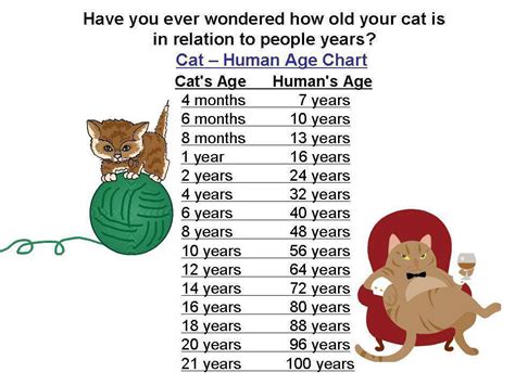 This tool provides an estimate only. Age In Cat Years