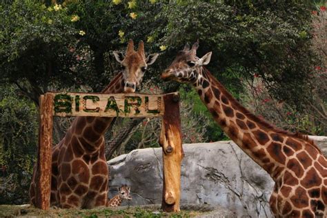 Presentan A Jirafa Bebé Sicarú Del Zoológico De Chapultepec