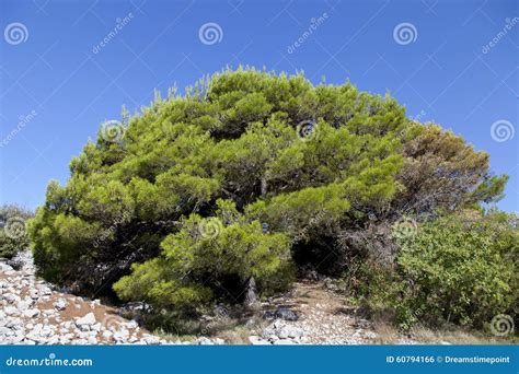 Mediterranean Maquis And Herbs On Kornati Islands Stock Photo Image