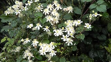 Check spelling or type a new query. Clematis Paul Farges - YouTube