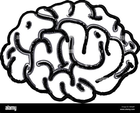 Figure Human Brain Anatomy To Creative And Intellect Stock Vector Image