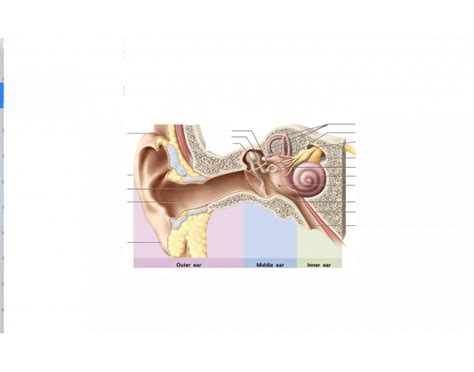 Ear Anatomy Quiz