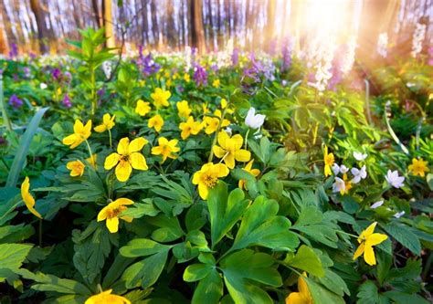 Farewell, archaic lord is the second act in chapter i of the archon quests. Flowers in the spring forest | Stock Photo | Colourbox