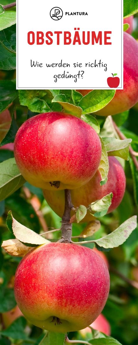 Obstbäume bestellen bei garten center koeman. Obstbäume düngen: Wie, wann & womit | Pflanzen, Sträucher ...