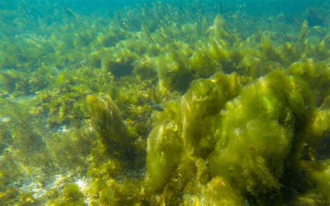 9 Different Types of Plants In The Ocean #7 is Stunning