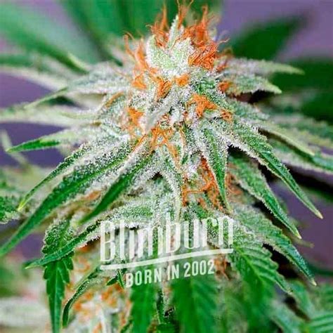 Mexican Red Hair Auto | Buy Weed Seeds Online | Free Shipping