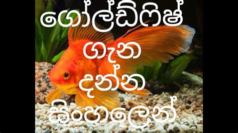 Everything Of Gold Fish In Sinhala Careing Video Sl Animal