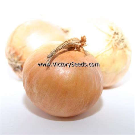 Yellow Sweet Spanish Onion Victory Seeds Victory Seed Company