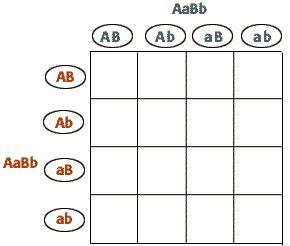 Punnett square the punnett square is a diagram designed by reginald punnett and used by biologists to determine 2 typical dihybrid cross. Dihybrid Cross