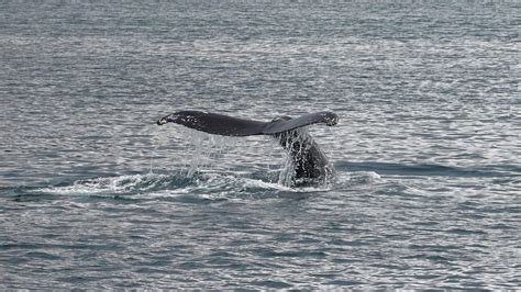 Mirissa Whale Watching Tour Trip Ways