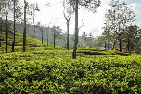 Sri Lanka Tea Trail From Kandy Tea Plantations To Ceylon Tea Trails