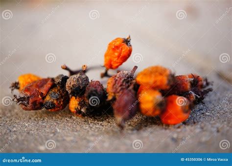 Rotten Berries Stock Photo Image Of Ground Nature Fruit 45350306