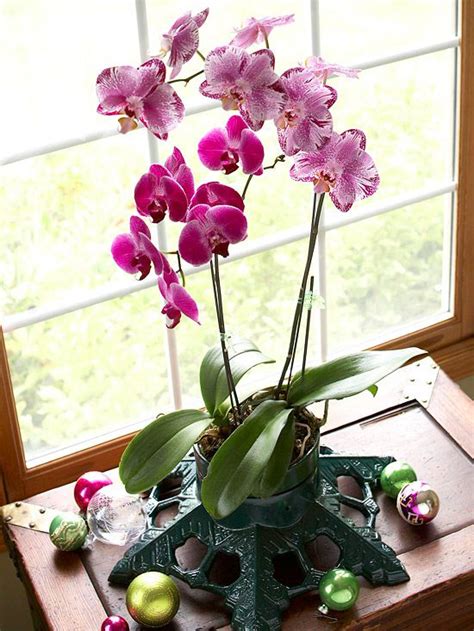 How To To Grow And Care Orchids At Home Indoors Springsofeden