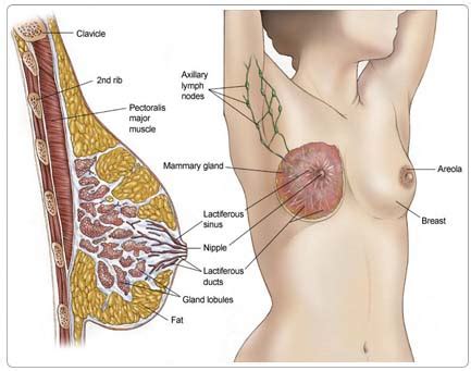 Find out how breast cancer can. Cheap Breast Cancer Hospital India, Cheap Breast Cancer ...