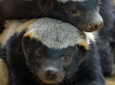 Why Men Are Scared Of Honey Badgers