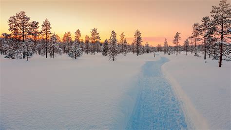 Sundown In Winter Snowy Forest Lapland Finland Windows