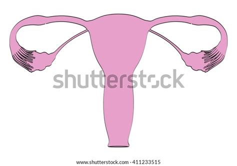 2d Cartoon Illustration Female Reproductive System Stock Illustration