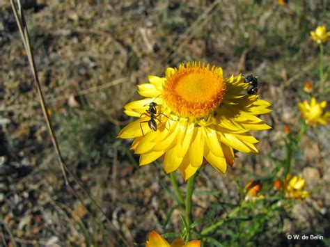 Blue flower only spawns during night. Sydney's Wildflowers and Native Plants: Xerochrysum ...