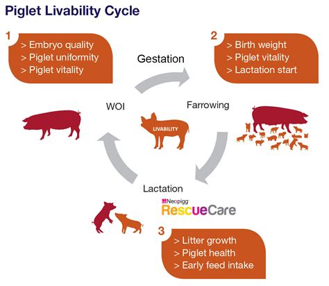 Piglet Livability Provimi