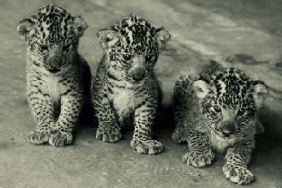 Les félins panthera dits "hybrides" - Page 3