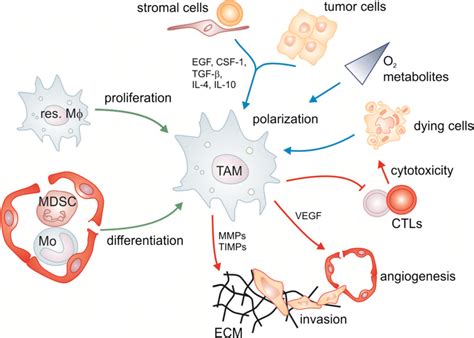 Macrophages In The Tumor Microenvironment Sources Of Tumor Associated