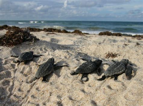 Do Not Disturb Floridas Nesting Sea Turtles Sea Turtle Conservancy