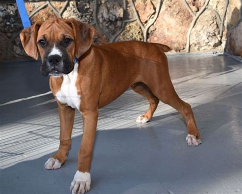 Only guaranteed quality, healthy puppies. Boxer Puppies For Sale | Atlanta, GA #265953 | Petzlover