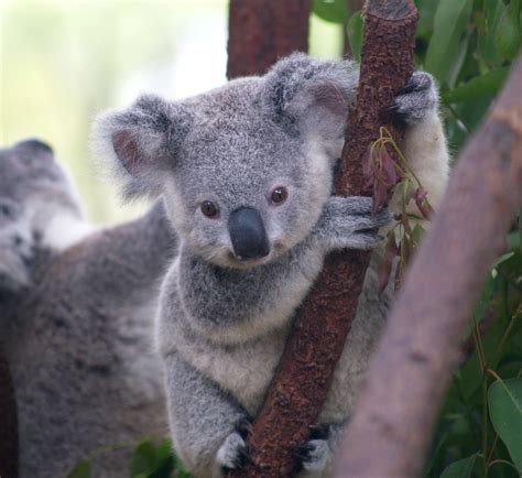Colored Clovers Koalas
