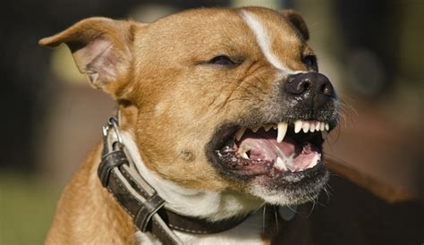 Dog Teeth Chattering 3 Surprising Causes And What To Do