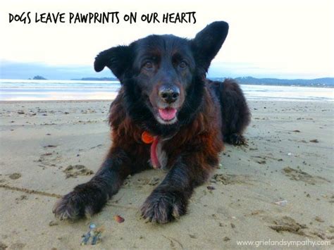 Dog death sayings and quotes. 21 Comforting Loss of a Pet Quotes