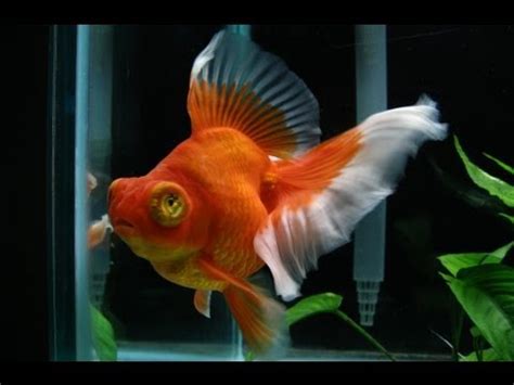 ← telescope fantail red & black fancy goldfish. Red Butterfly Telescope Goldfish - Female - YouTube