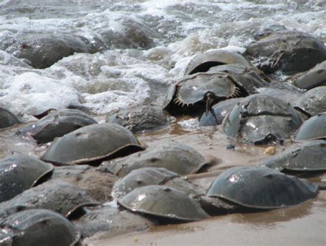 Mating season is only once a year during the full and/or new moons in may or june at high tide. Many Horseshoe Crabs and Birds on Delaware Bay