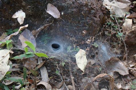 Funnel web spiders live in the ground and are found in new south wales around the sydney basin, blue mountains, hunter region, central coast and south coast. Sydney Funnel Web Spiders: Aggressive and Capable of ...