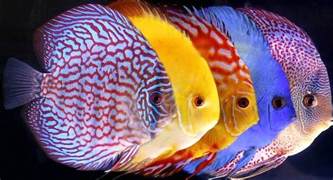 9 cara budidaya ikan hias, seperti dikutip dari kampoengilmu, yakni: Cara Budidaya dan Ternak Ikan Hias Discus | Budidaya dan ...