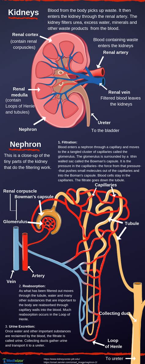 Kidneys And Blood Pressure Connection Medivizor