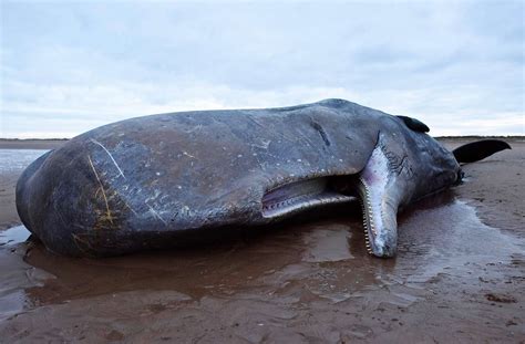 Dead Sperm Whale With Stomach Full Of Trash Found In Indonesia