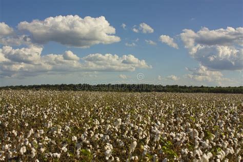 Land Of Cotton Stock Image Image Of Blue Farm Seeds 21240131
