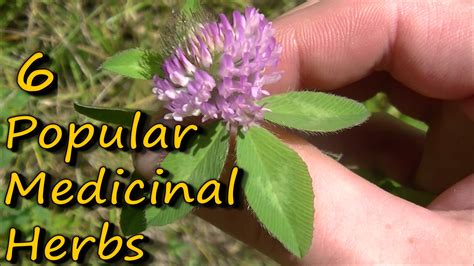 6 Popular Medicinal Plants And Herbs Published On Jul 15 2016 7