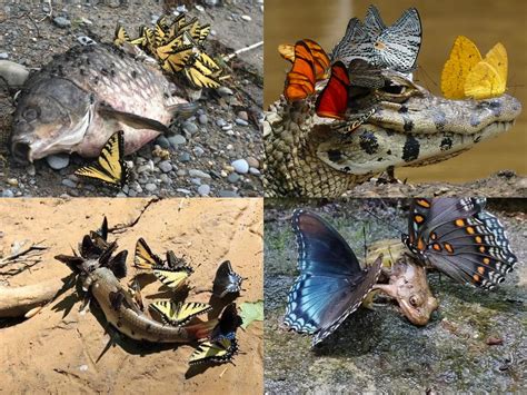 Butterflies Often Feed From Decaying Animals Rotten Fruits Blood