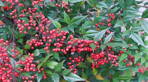 36 Shrubs With Red Berries Identification Guide With Pictures