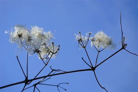 The species has unique characters and we. Kostenlose foto : Baum, Natur, Gras, Ast, blühen, Winter ...