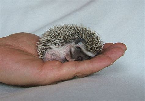 Four to six years is a normal life. Tiny Pets that Will Make Your Life So Much Bigger - Freak ...